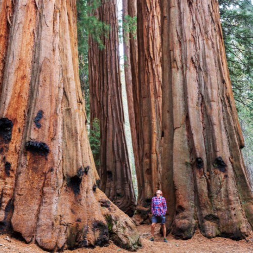 What's So Special About Sequoia National Park-1.jpg