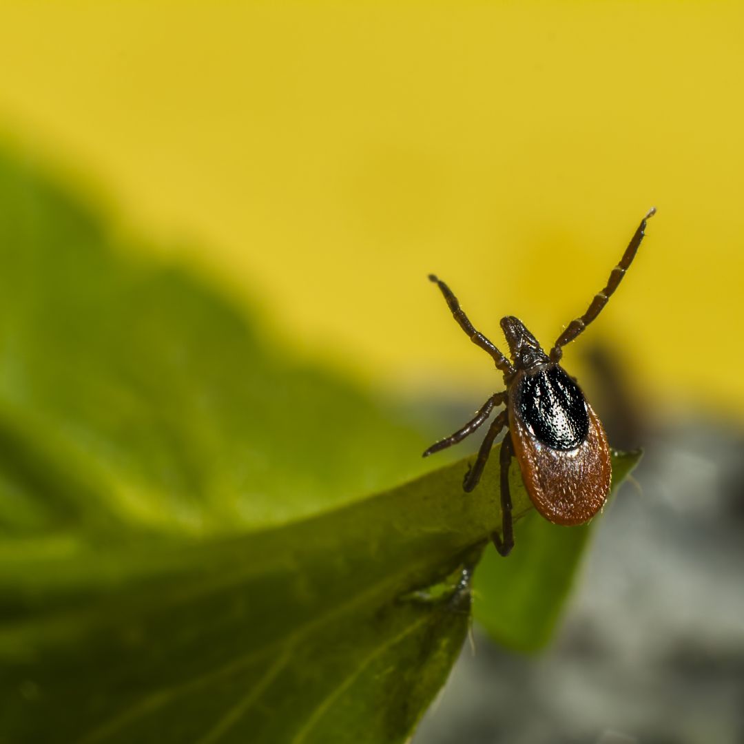 tick resting on leaf