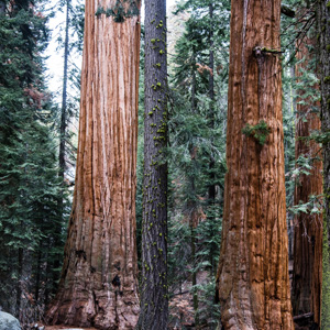 intext 1- sequoia.jpg