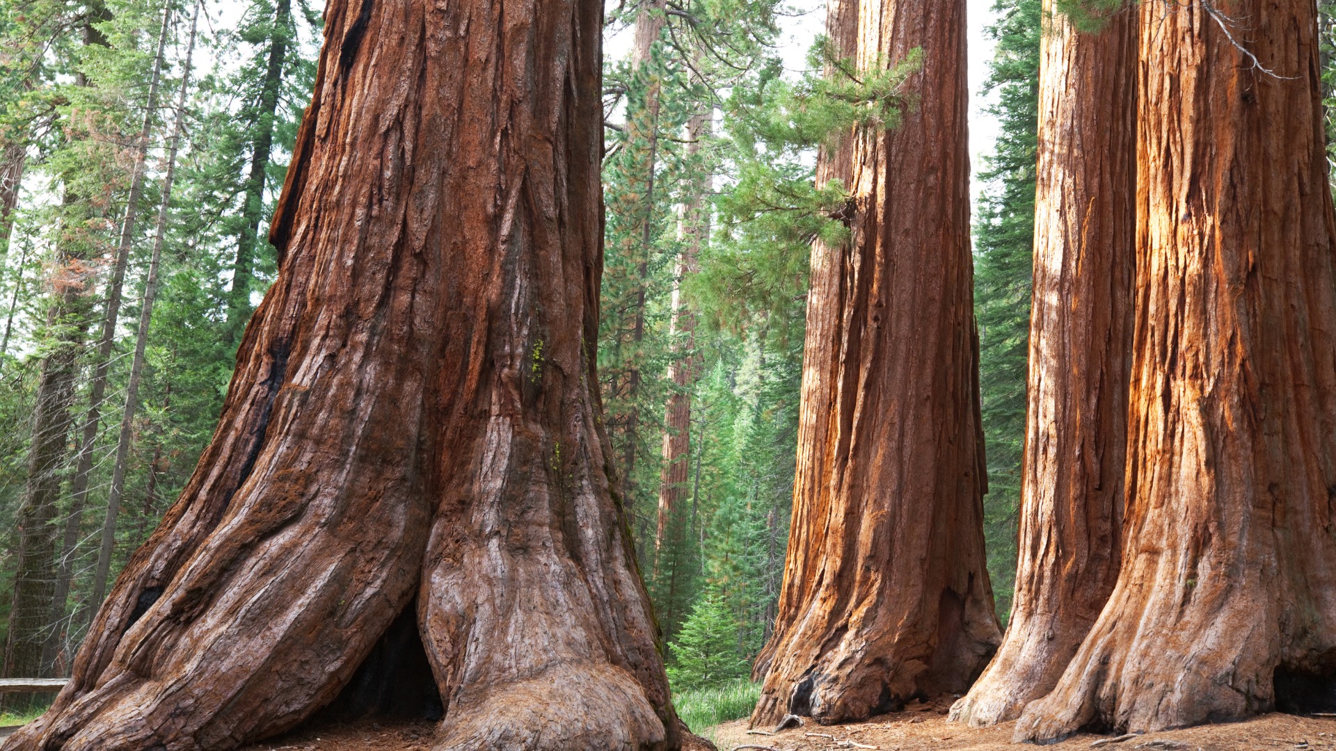Special_About_Sequoia_National_Park-FTIMG.jpg