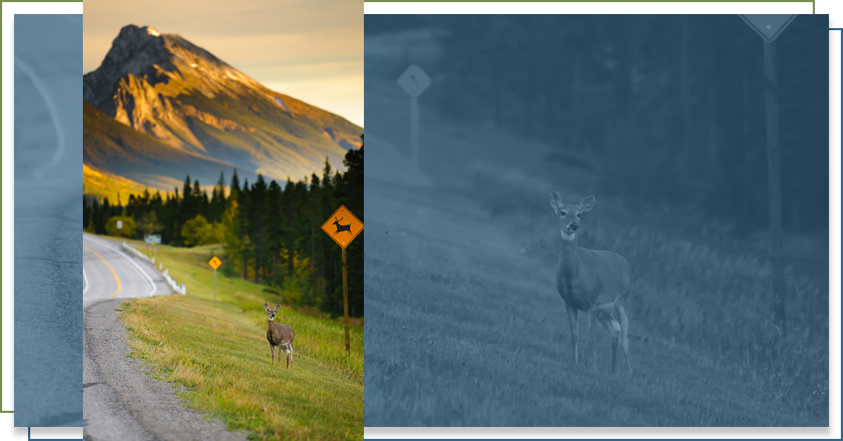 Deer preparing to cross a mountain highway.